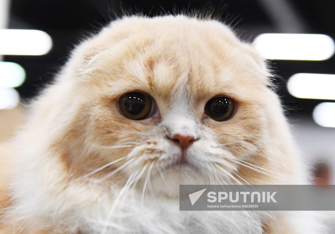 Russia Cat Show