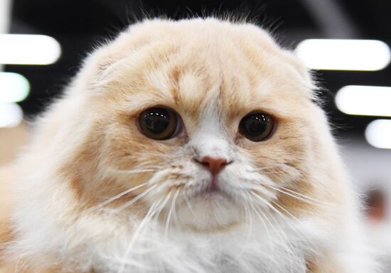 Russia Cat Show