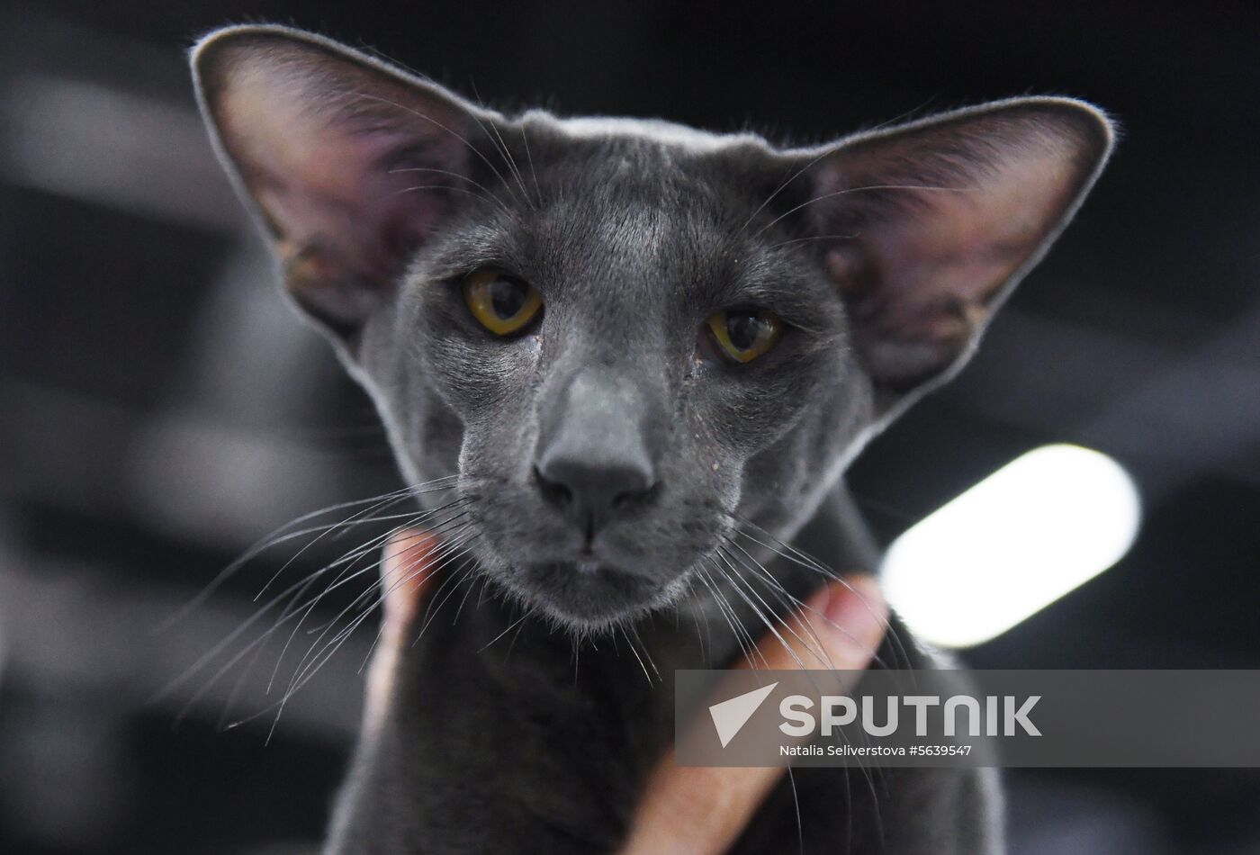 Russia Cat Show
