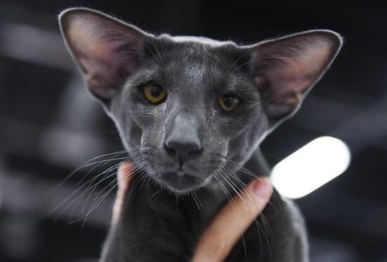 Russia Cat Show