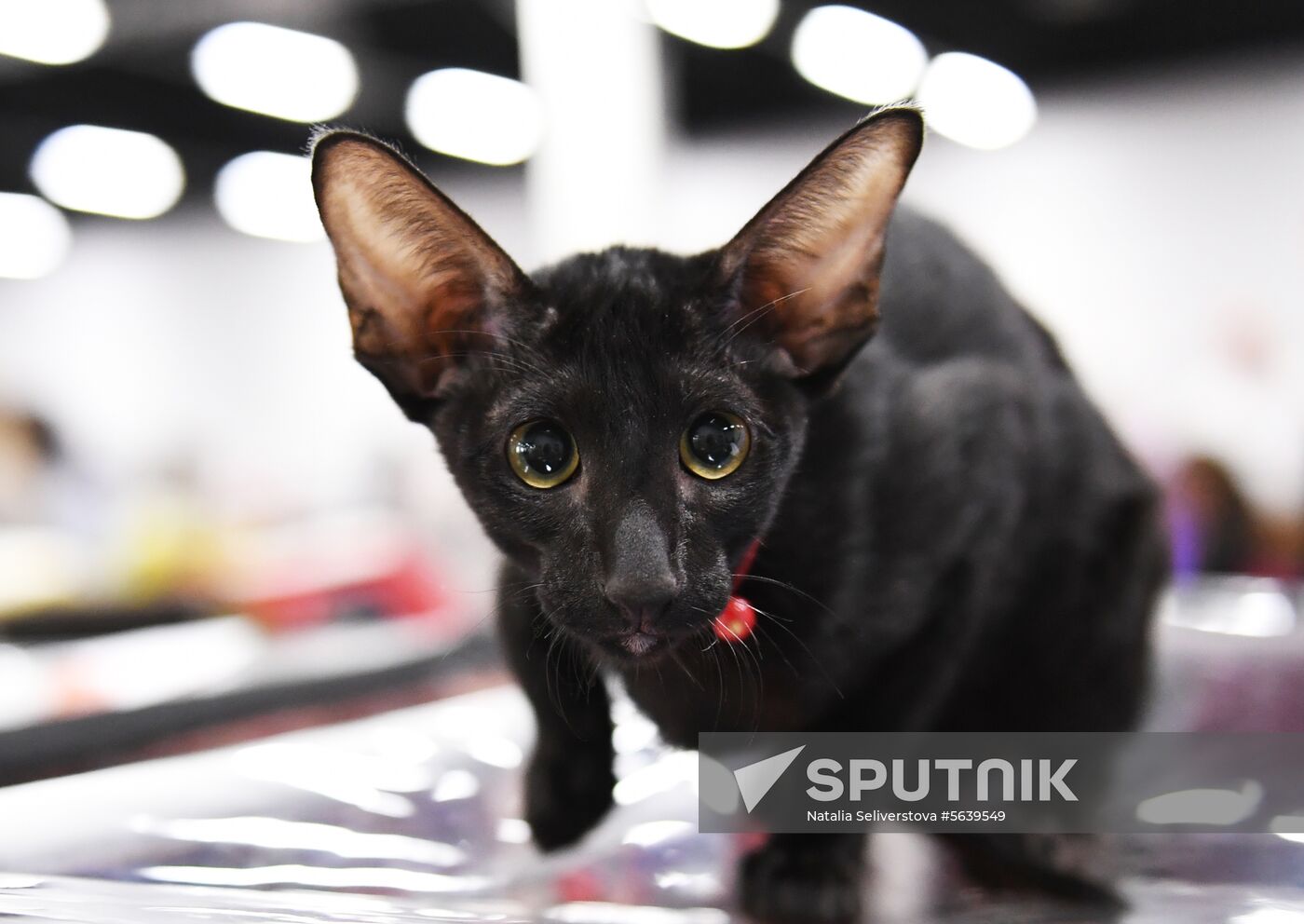 Russia Cat Show