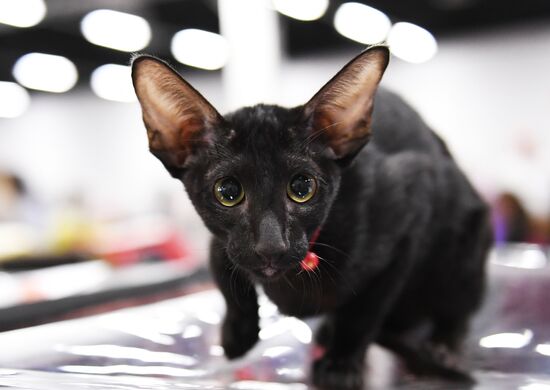 Russia Cat Show