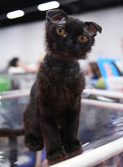 Russia Cat Show