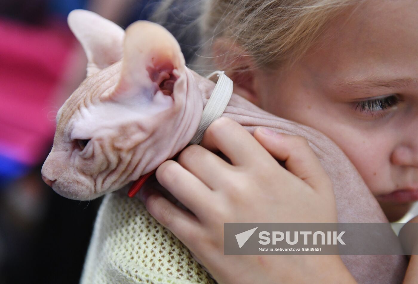 Russia Cat Show