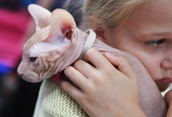 Russia Cat Show