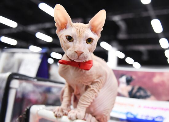 Russia Cat Show