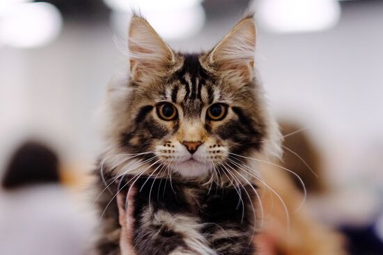 Russia Cat Show