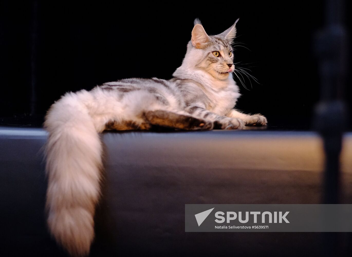 Russia Cat Show