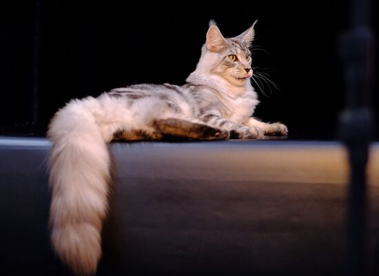 Russia Cat Show