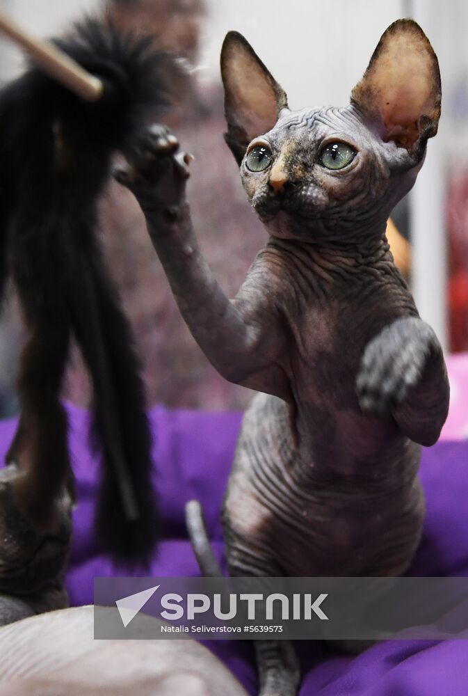 Russia Cat Show