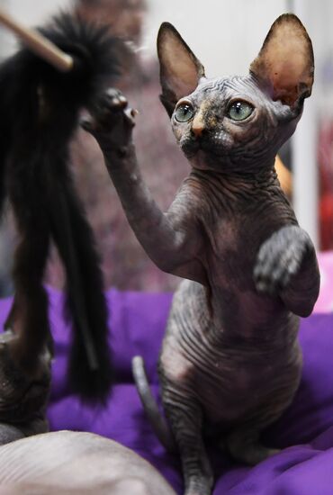 Russia Cat Show