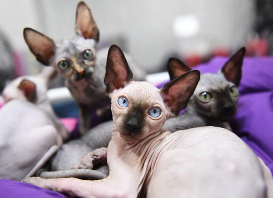 Russia Cat Show