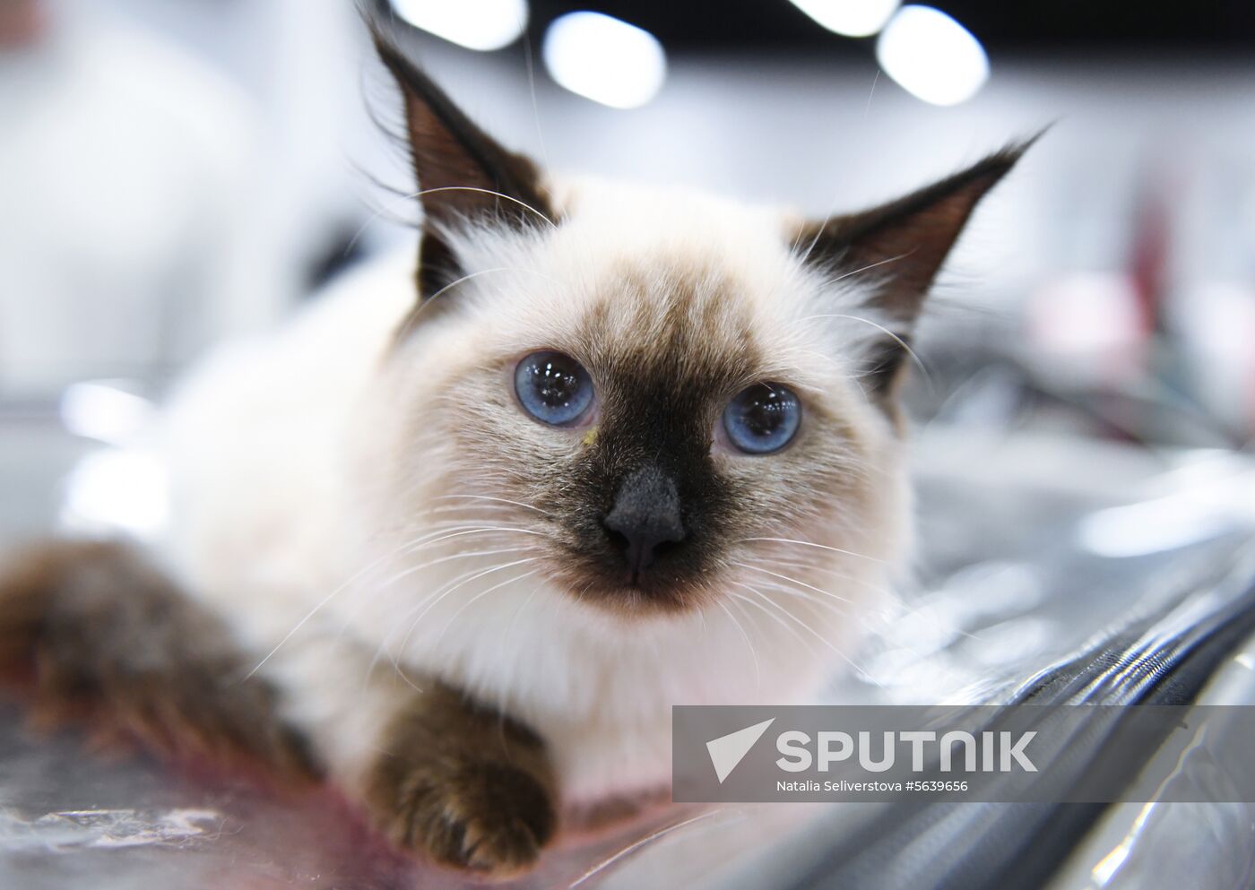 Russia Cat Show