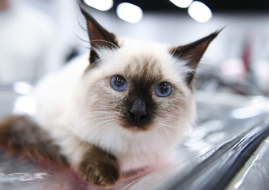 Russia Cat Show