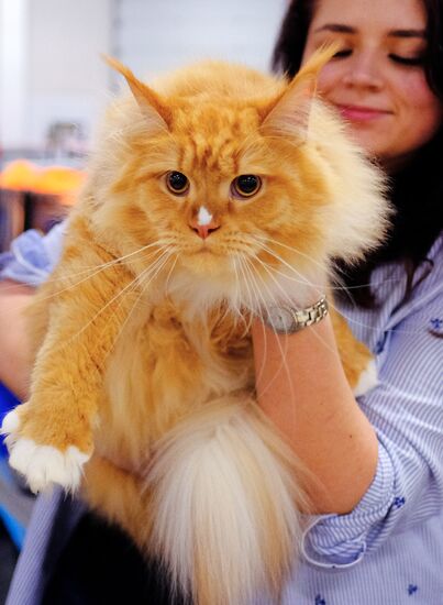 Russia Cat Show