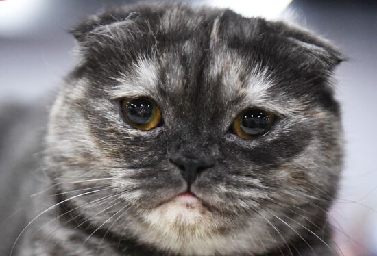 Russia Cat Show
