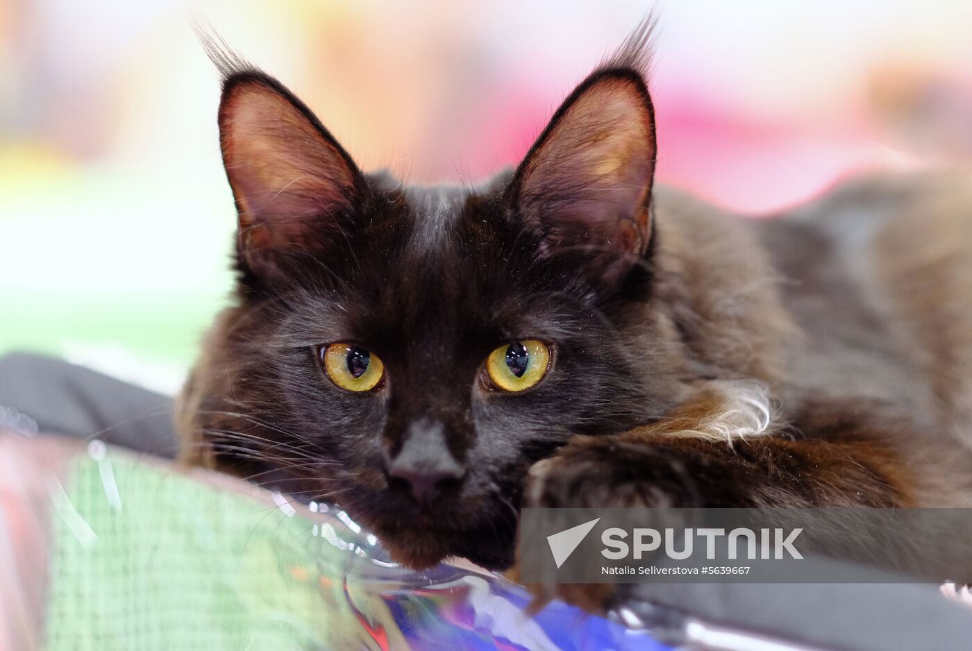 Russia Cat Show