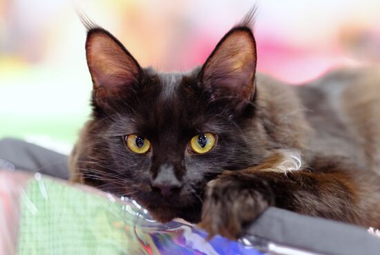 Russia Cat Show