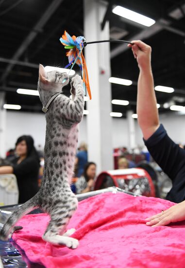 Russia Cat Show