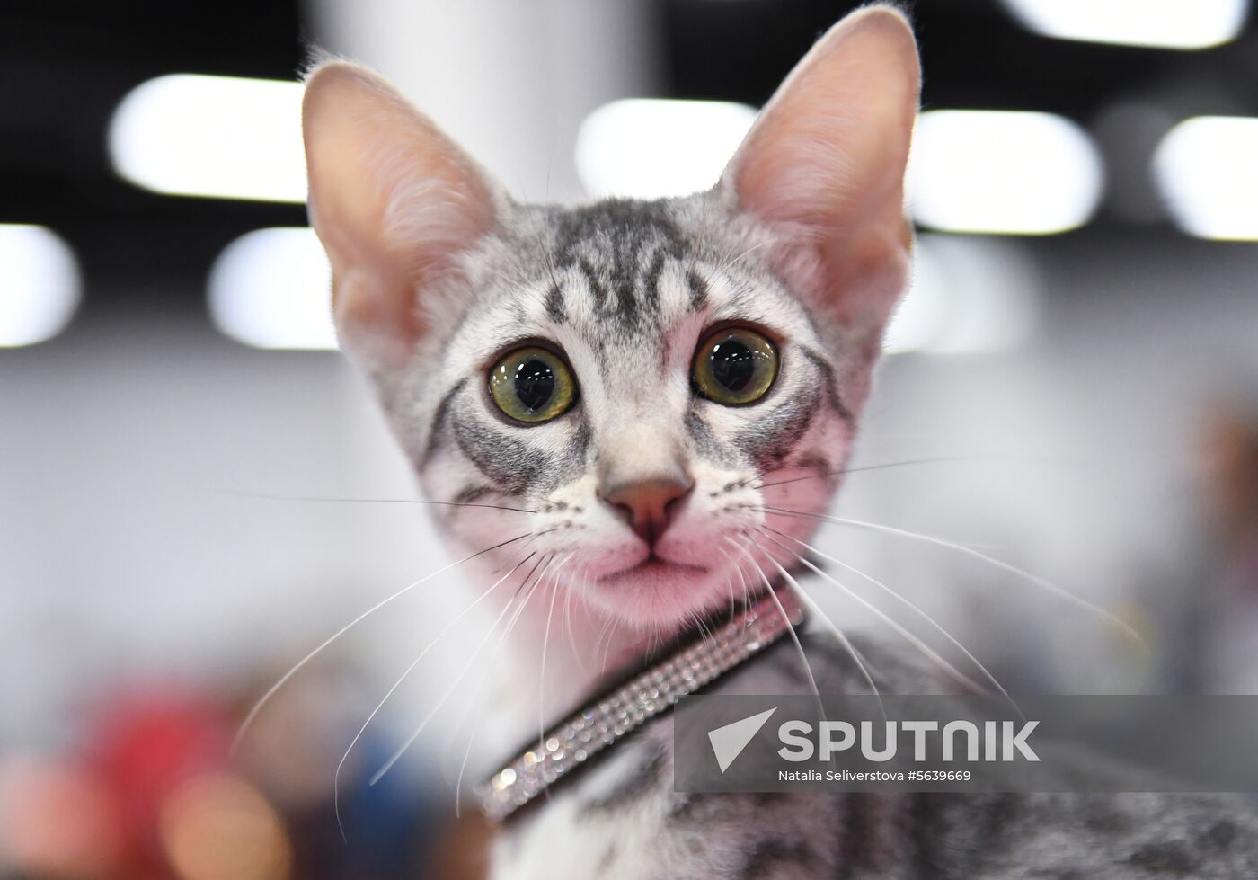 Russia Cat Show