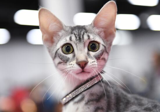 Russia Cat Show