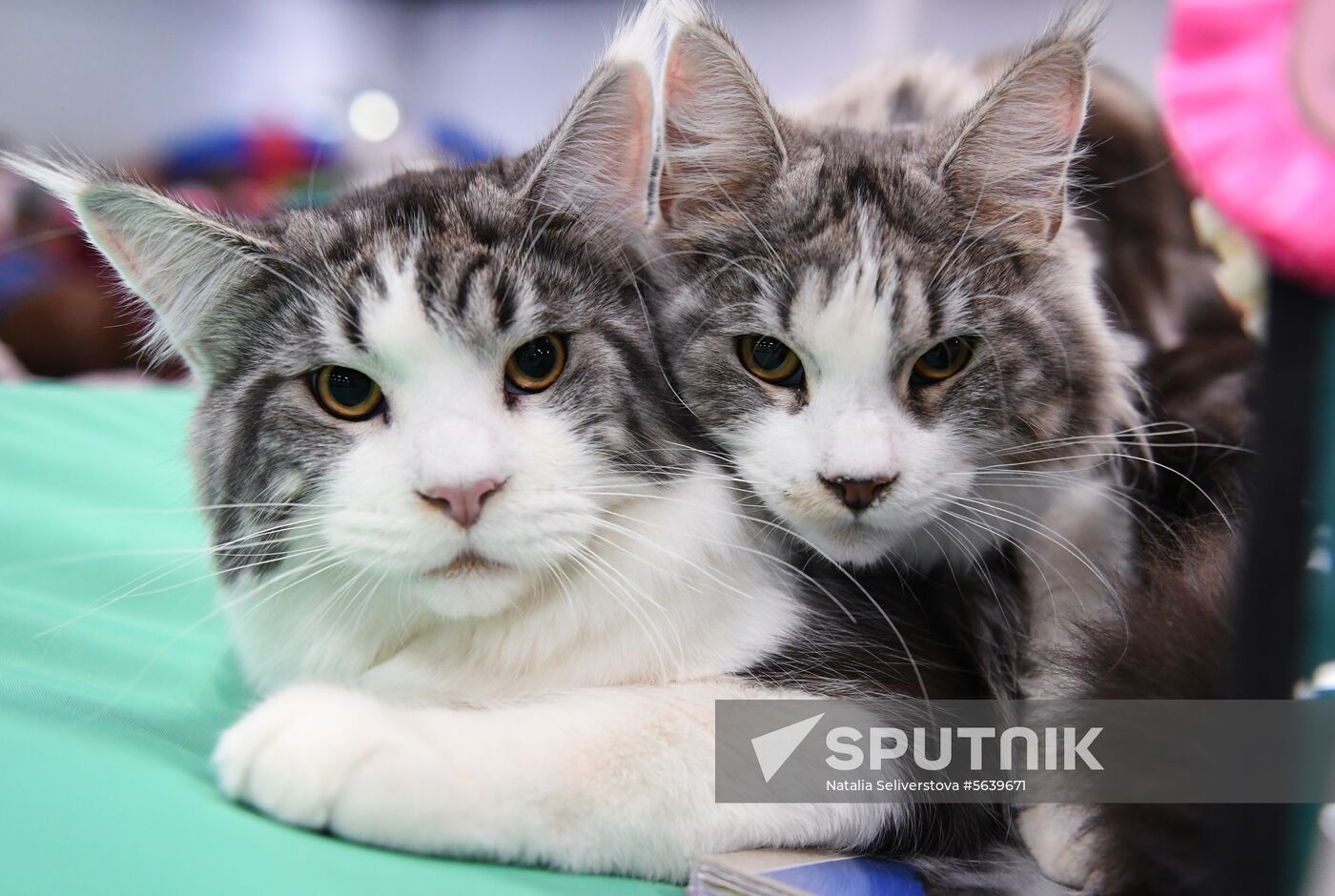 Russia Cat Show