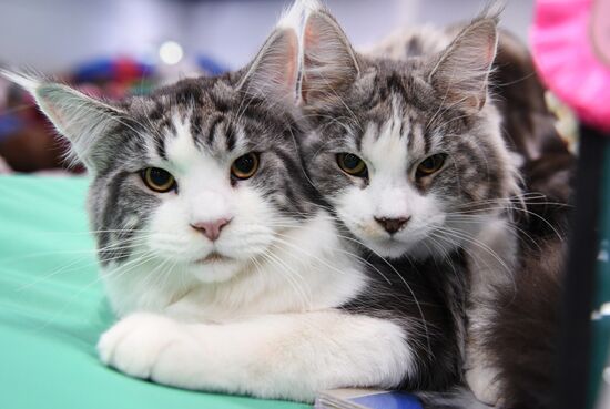 Russia Cat Show