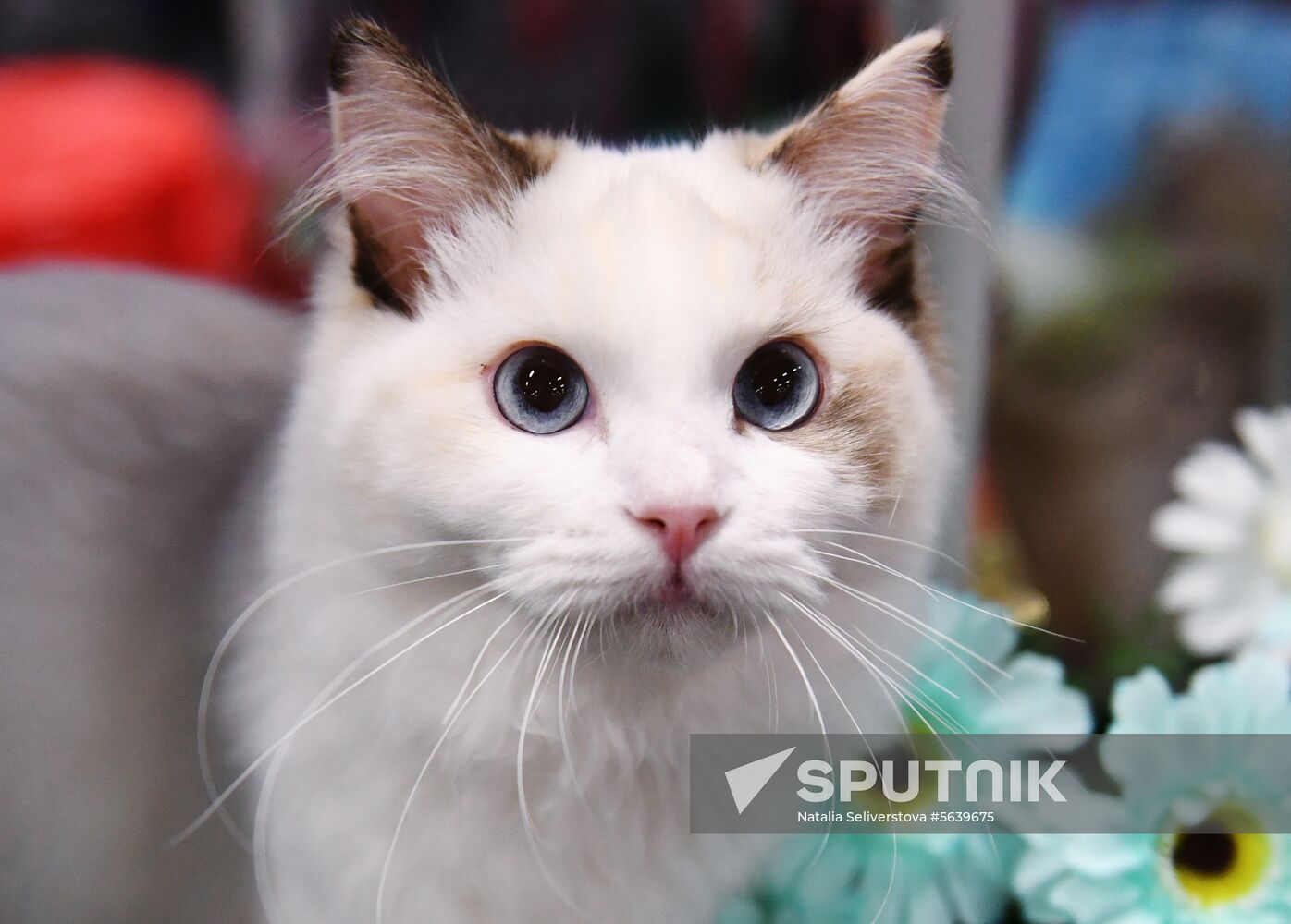 Russia Cat Show