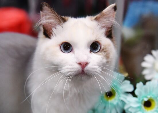 Russia Cat Show