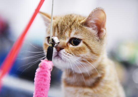 Russia Cat Show