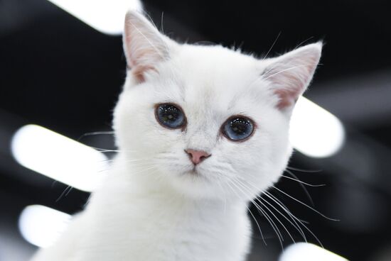 Russia Cat Show