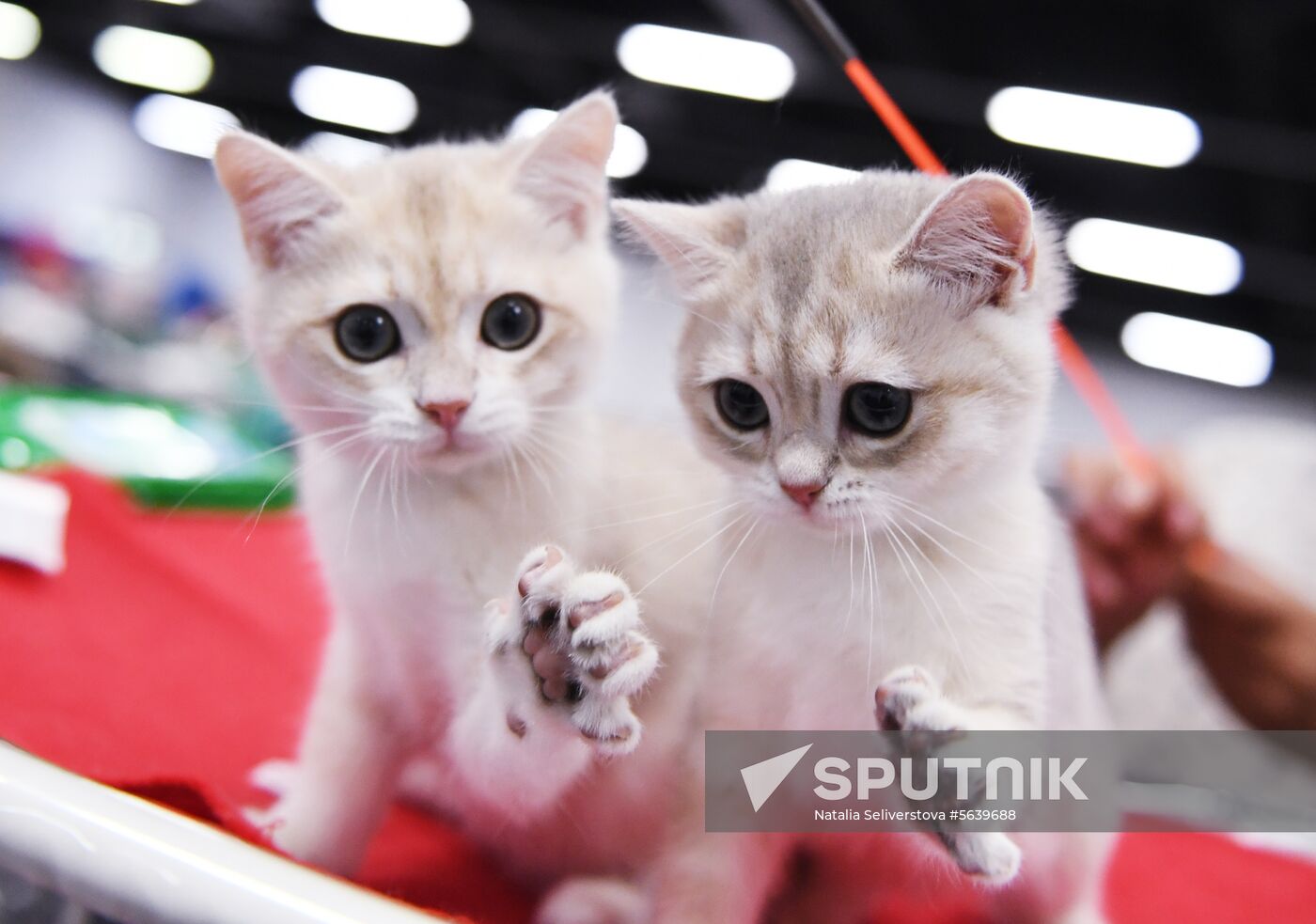 Russia Cat Show