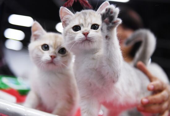 Russia Cat Show