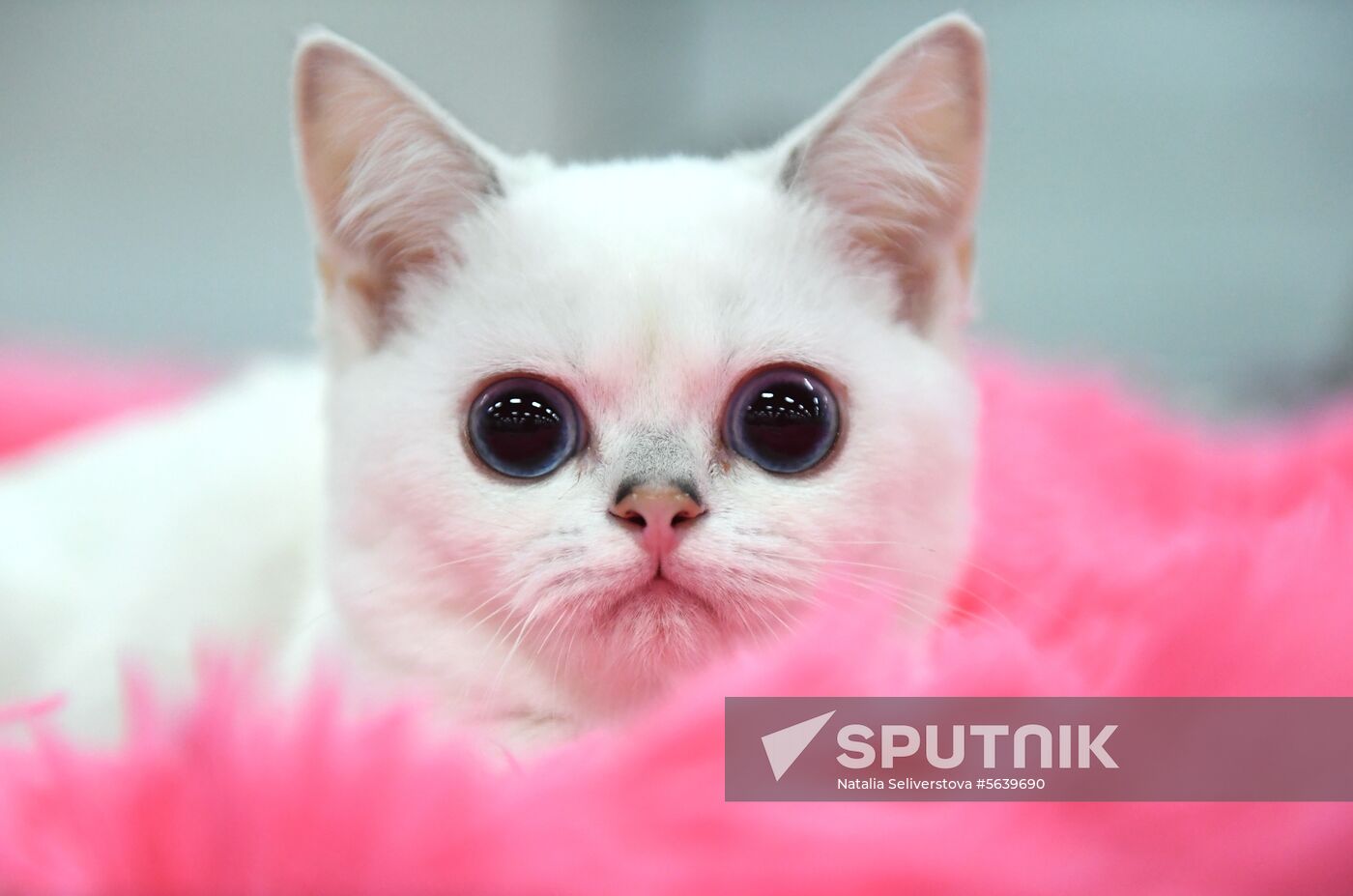 Russia Cat Show