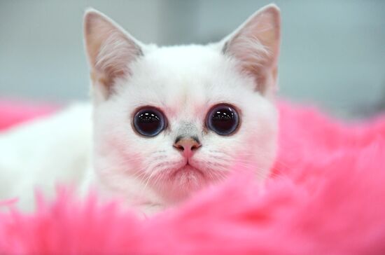 Russia Cat Show
