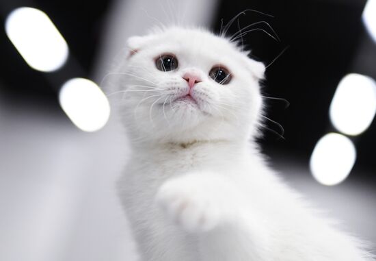 Russia Cat Show