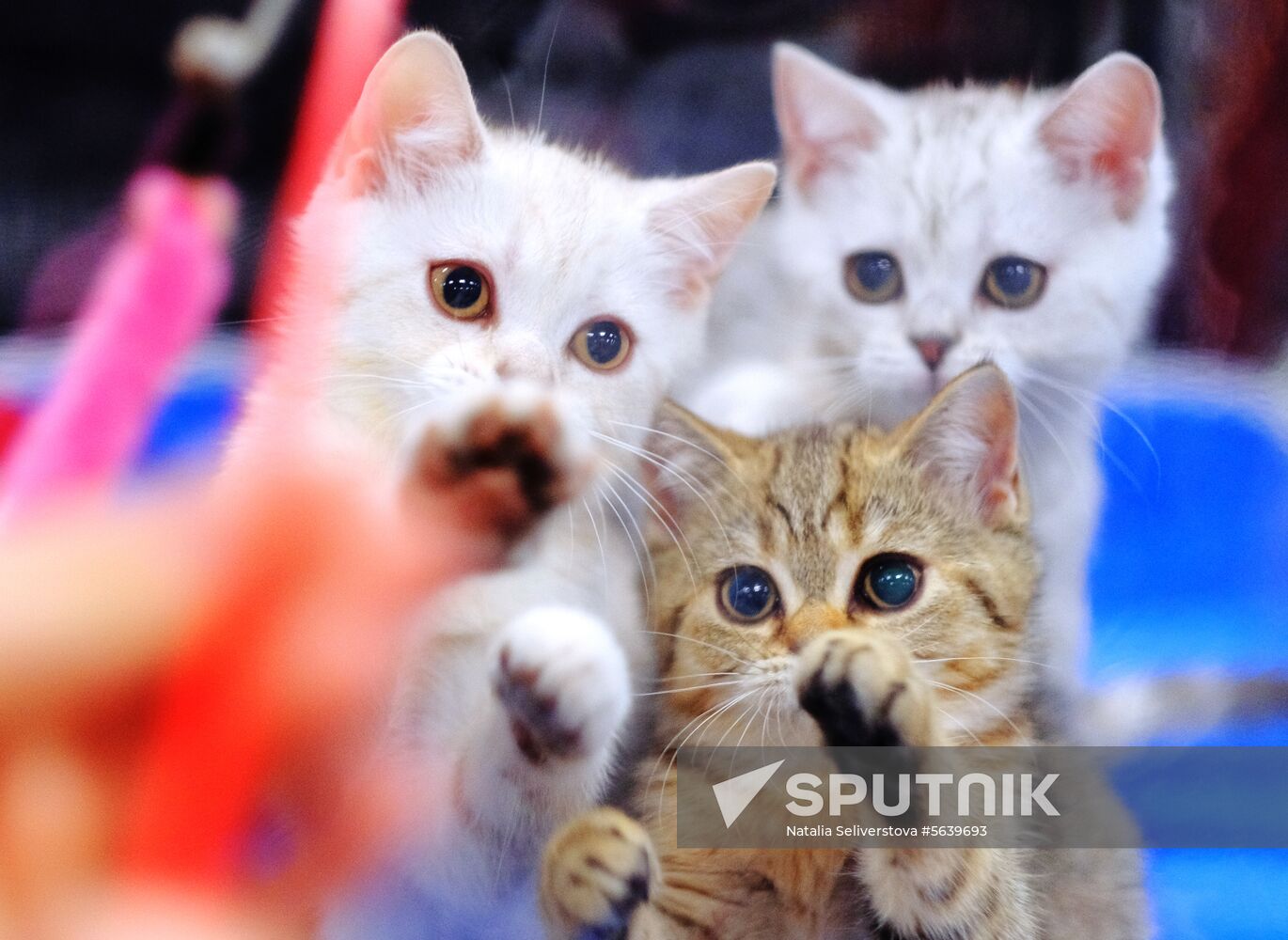 Russia Cat Show