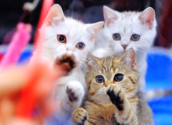 Russia Cat Show