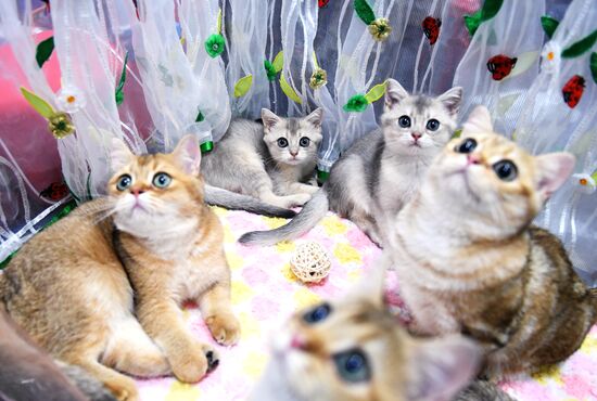 Russia Cat Show