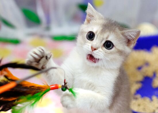 Russia Cat Show