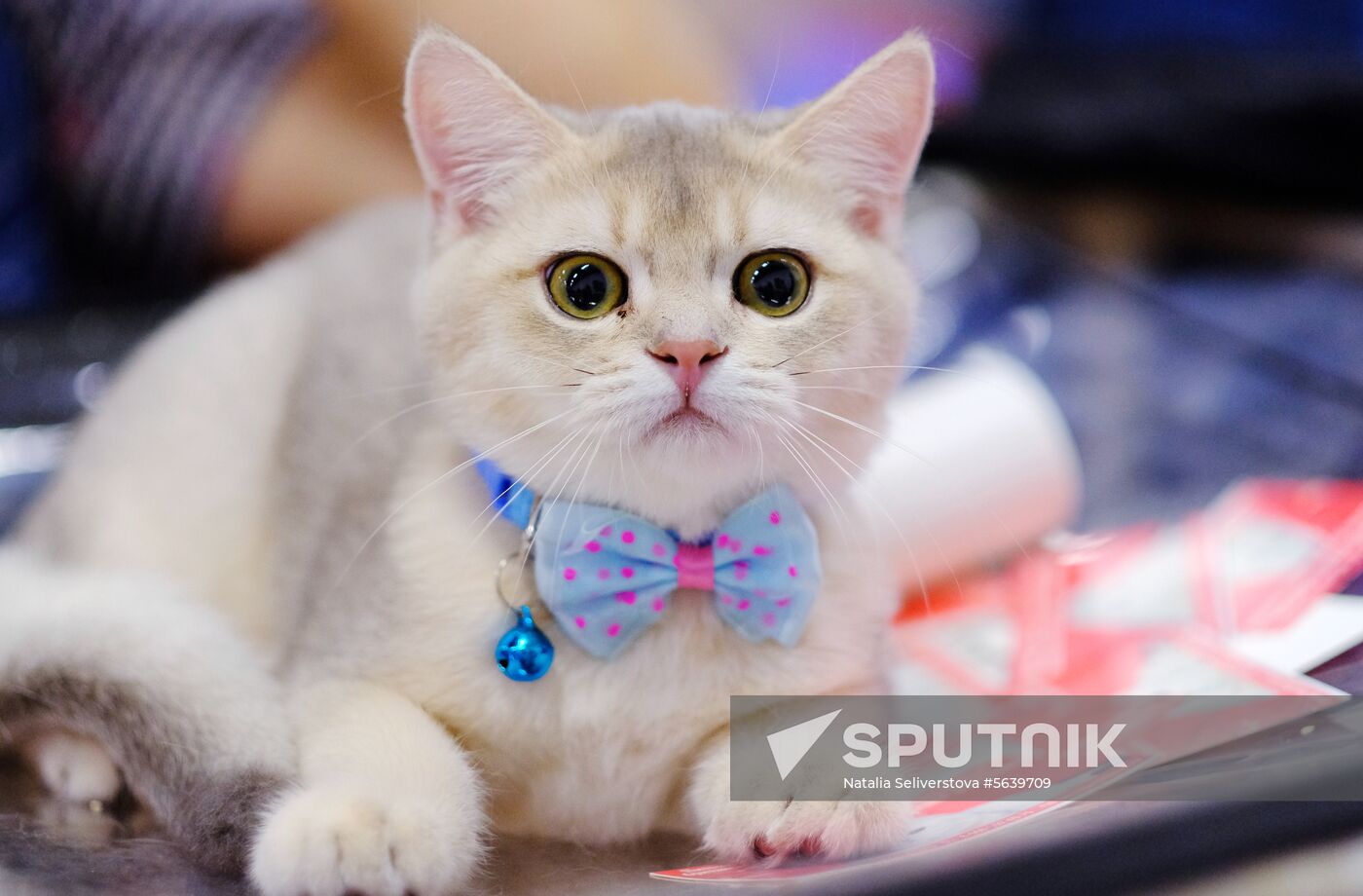 Russia Cat Show