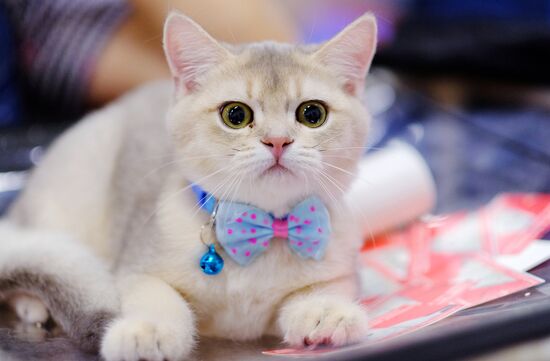 Russia Cat Show