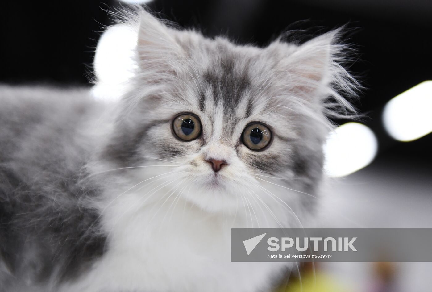 Russia Cat Show