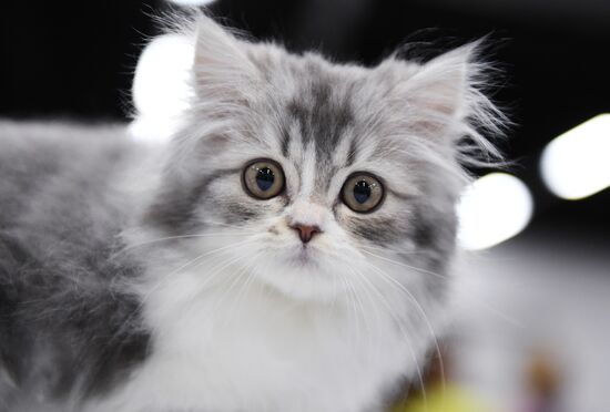 Russia Cat Show