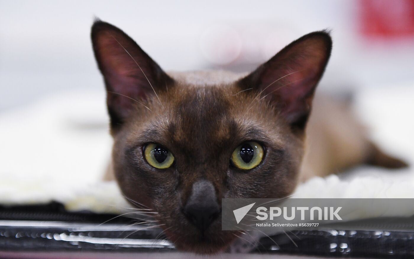 Russia Cat Show