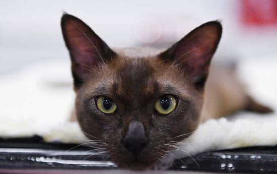 Russia Cat Show