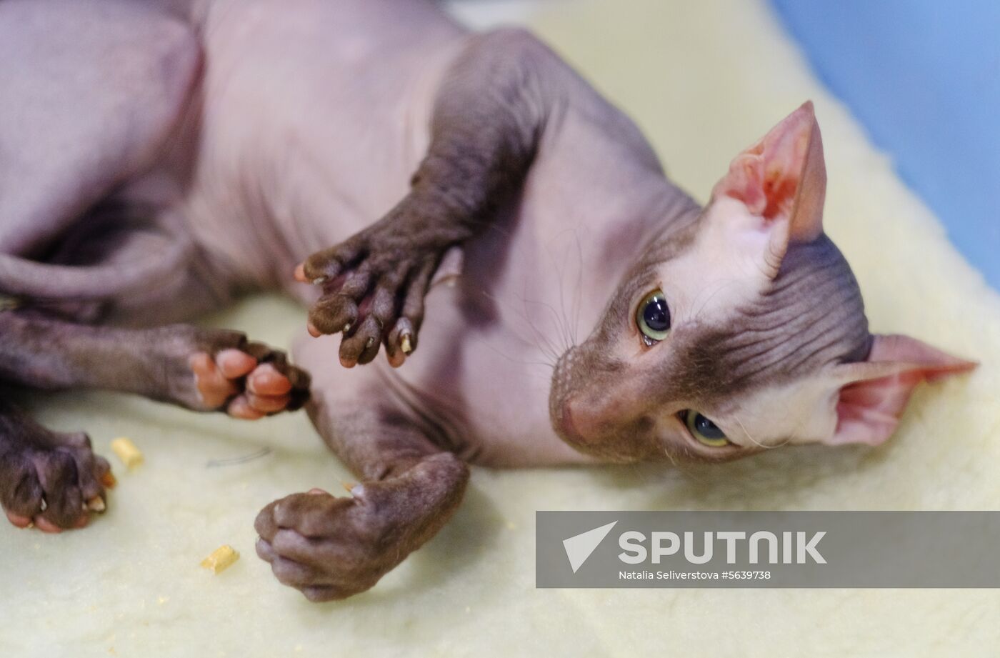 Russia Cat Show