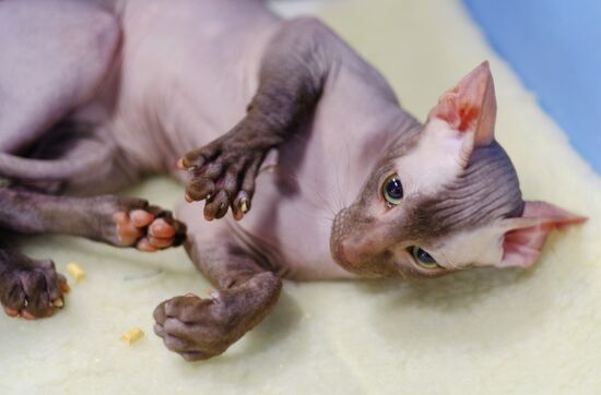 Russia Cat Show
