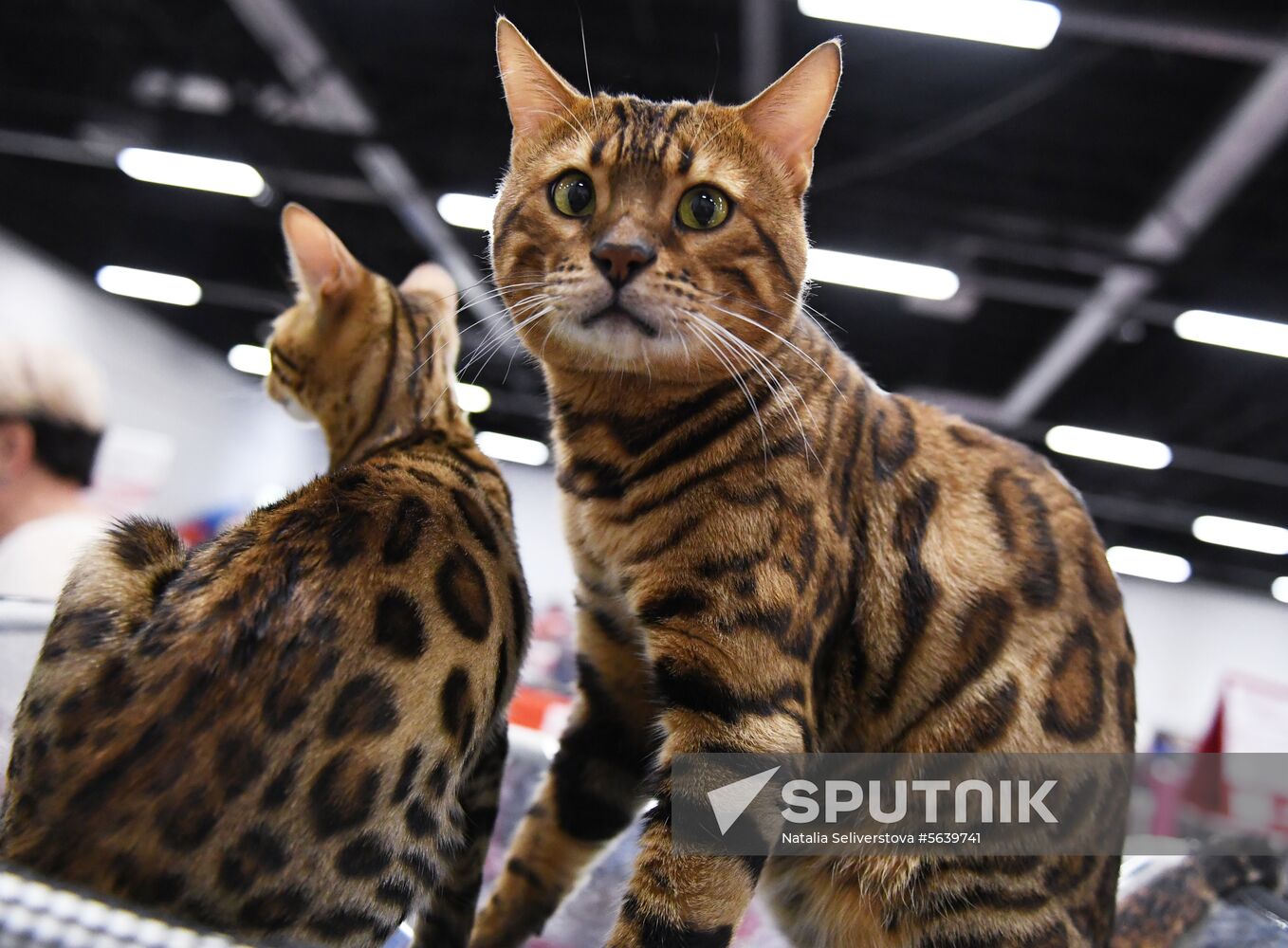 Russia Cat Show