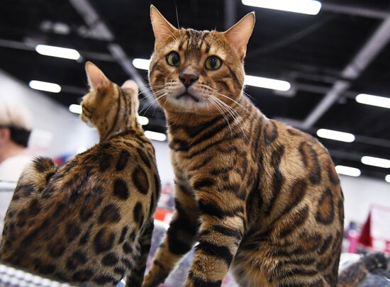 Russia Cat Show